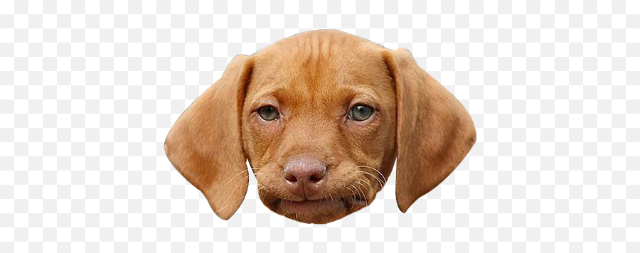 Dog Face Png U0026 Free Dog Facepng Transparent Images 37751 - Dog Face Png Emoji,Doge Emoji