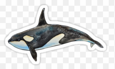 Pin En F R Š H - Stickers De Orcas Png Emoji,Killer Whale Emoji