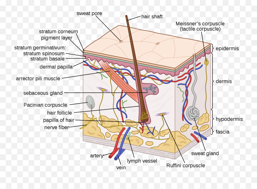 Sweat Gland - Wikipedia Human Skin Structure Emoji,Body Heat Emotion Chart