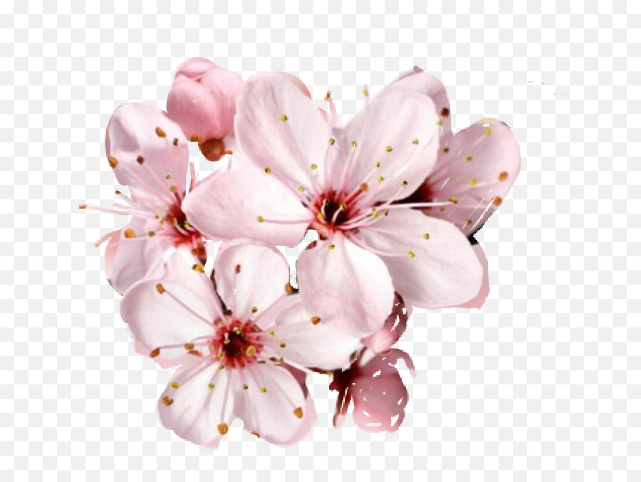 Cherry Blossom Petals Falling Png - Cherry Blossom Png Transparent Emoji,Cherry Blossom Emoji