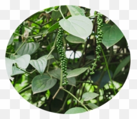 Homelifeayurveda - Menispermaceae Emoji,Work Emotion 11r 17x9