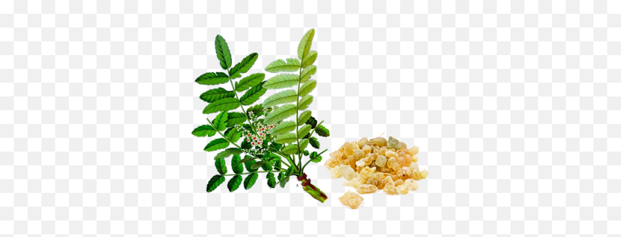 Risks And Benefits - Boswellia Serrata Emoji,Ginger Root Emoji