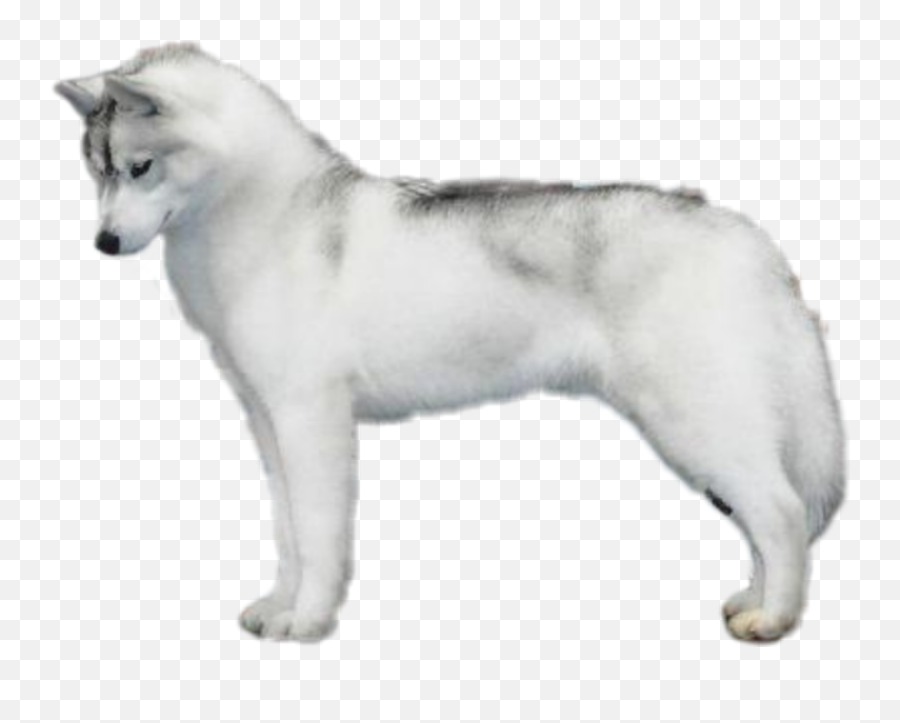 Dogshow Husky Siberianhusky Sticker By Blackbadgirl7 - Northern Breed Group Emoji,Siberian Husky Emoji