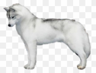 Dogshow Husky Siberianhusky Sticker By Blackbadgirl7 - Northern Breed Group Emoji,Siberian Husky Emoji