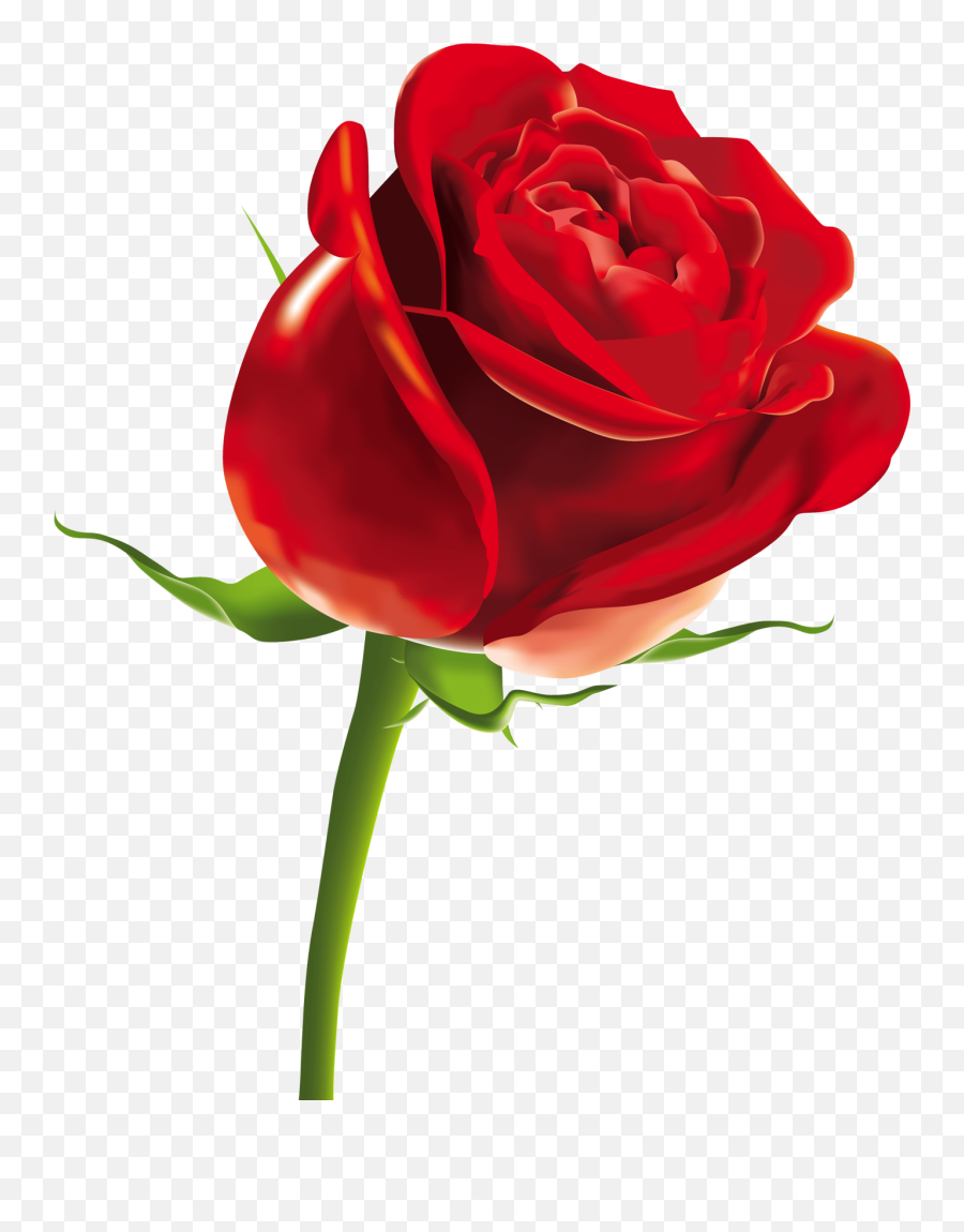 Happy Rose Day 2019 Video Download - Red Rose Png Emoji,Girlsaskguys Emoticon