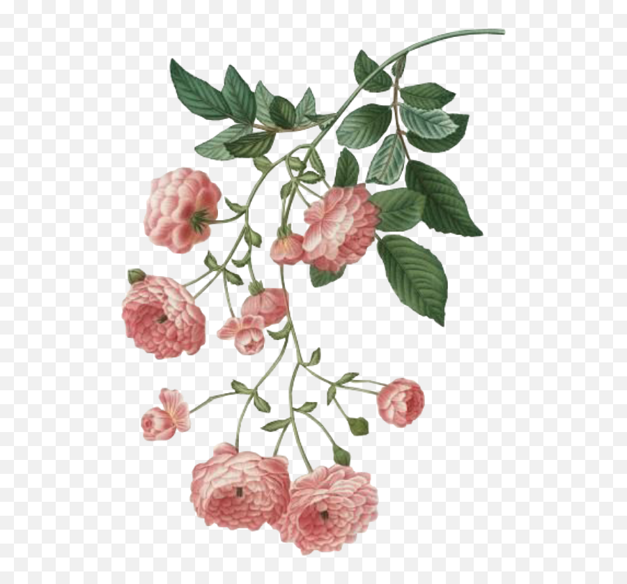 Flower Spring Pink Png Free Overlays - Rambling Rose Illustration Emoji,Laughing Emoji Png Overlsy