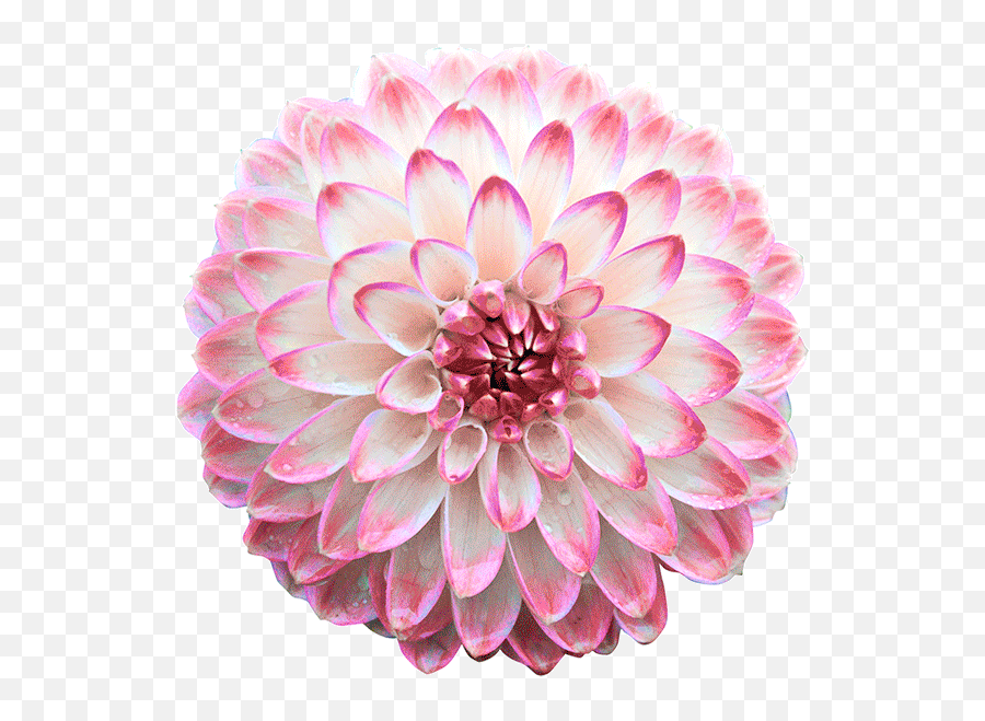 Gifs Of Beautiful Chrysanthemums - Color Changing Flower Gif Emoji,Happy Monday Animated Emoticons Flower