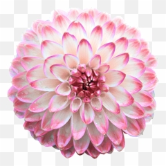 Gifs Of Beautiful Chrysanthemums - Color Changing Flower Gif Emoji,Happy Monday Animated Emoticons Flower