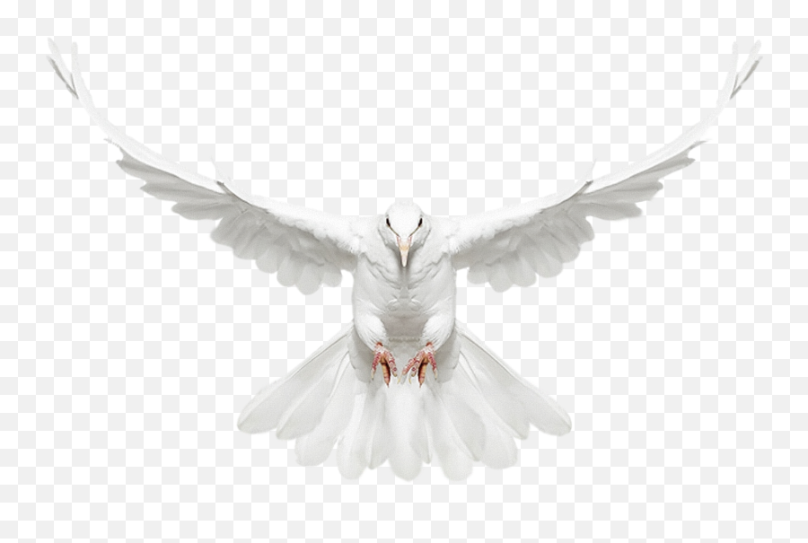 Free Doves Transparent Background Download Free Doves Emoji,Pigeon Text Emoticon