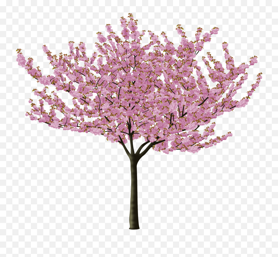 Cherry Blossom - Share Your Work Affinity Forum Emoji,Cherry Emoji