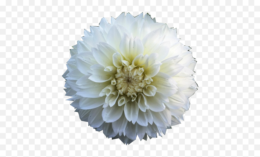 Flower Overlay Png Flower Overlay Png Transparent Free For - White Flower Overlay Emoji,Alien Emoji With Flower Crown