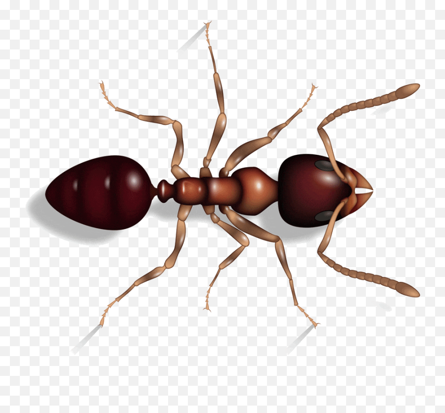 Pin - Red Imported Fire Ant Emoji,Ant Emoticon