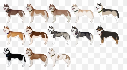 Free Transparent Siberian Husky Png - Bianco Siberian Husky Colori Emoji,Greyhound Emoji