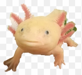Axolotl Sticker - Axolotl Emoji,Axolotl Emoji