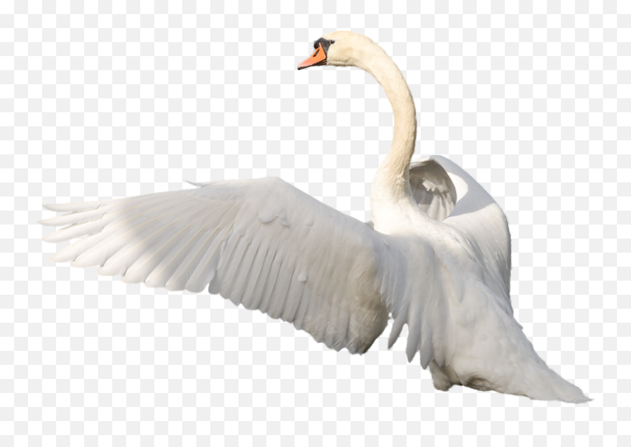 Animals Swan Freetoedit Sticker - Swan Png Emoji,Is There A Swan Emoji