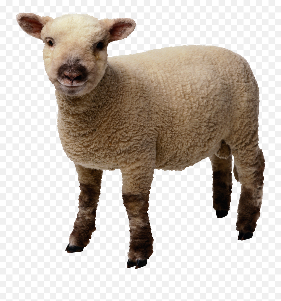 Lamb Transparent Background - Sheep Png Emoji,Sheep Emoticon Tumblr