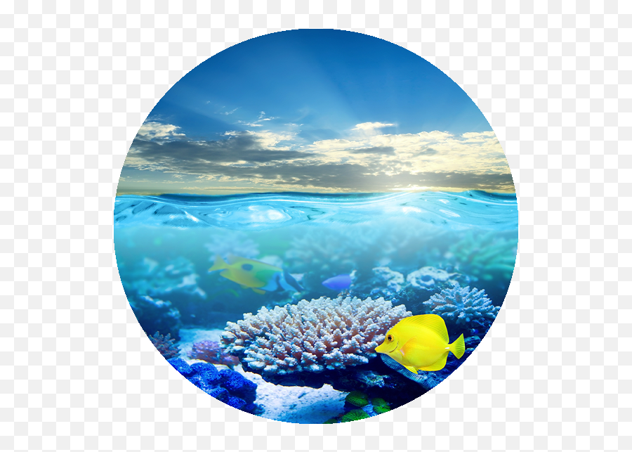 Piano Philosophy And Learning Theories - Undersea Shoal Emoji,Quote About Baroque Emotions