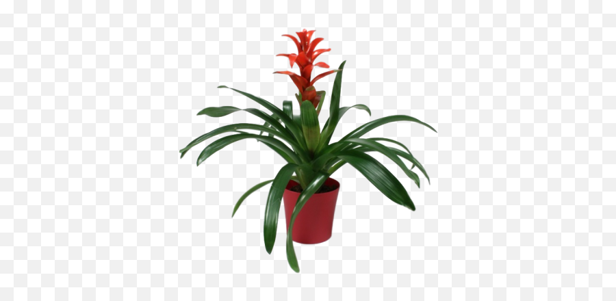 10 Easy To Maintain Houseplants - Pianta Tropicale Guzmania Emoji,Don't Forget To Get Some H20 Houseplant With Emotions