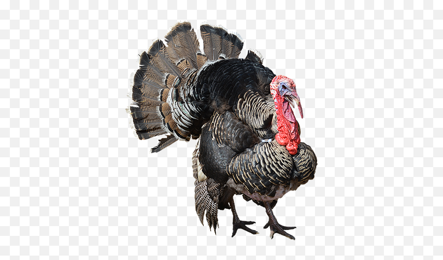 Turkey Thanksgiving Sticker By Pet Lover - Turkey Bird Png Emoji,Thanksgiving Turkey Emoji