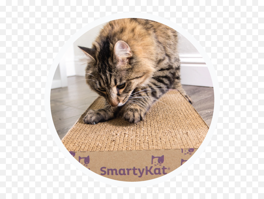 Home - Mat Emoji,Ech Cat Emotion