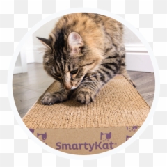 Home - Mat Emoji,Ech Cat Emotion