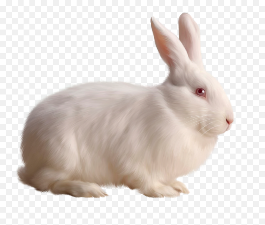 Transparent White Bunny Rabbit - Rabbit Png Emoji,Rabbit Emoticon Transparent Black And Wite