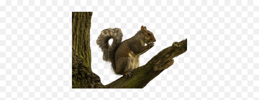 Search Results For Bonsai Trees Png Hereu0027s A Great List Of - Squirrel In Tree Transparent Emoji,Squrrel Emoji