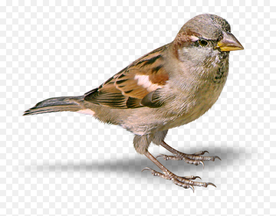 Spatz Bird Cute Sticker By Katrin Teneues - House Sparrow Emoji,Finch Emoji