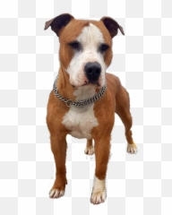 Pitbull Sticker - Martingale Emoji,Pit Bull Emoji