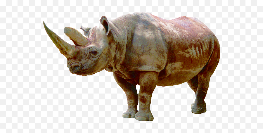 Rhino Psd Official Psds Emoji,Srhino Emoji