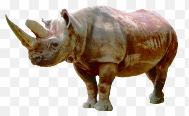 Rhino Psd Official Psds Emoji,Srhino Emoji