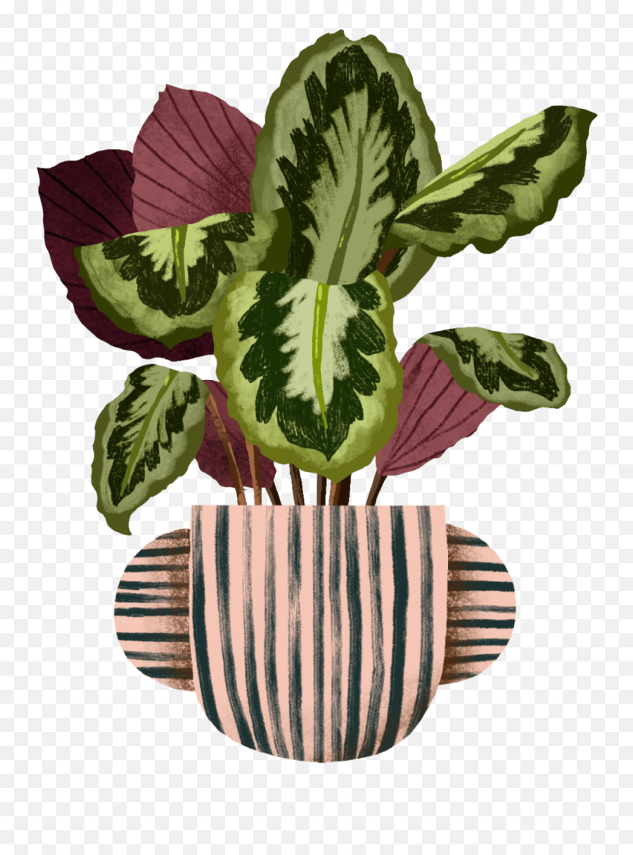 Calathea Medallion Plant Care Guide Emoji,Potted Planet Emoji