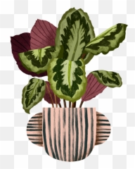Calathea Medallion Plant Care Guide Emoji,Potted Planet Emoji