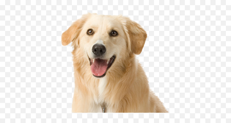 Dog Face Png Free Download Png Mart Emoji,Dog Face Emoji Png