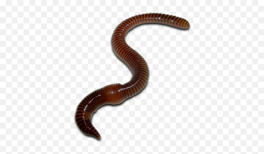 Worm Png Images Free Worm Images - Parasitism Emoji,Gummy Worm Emoji