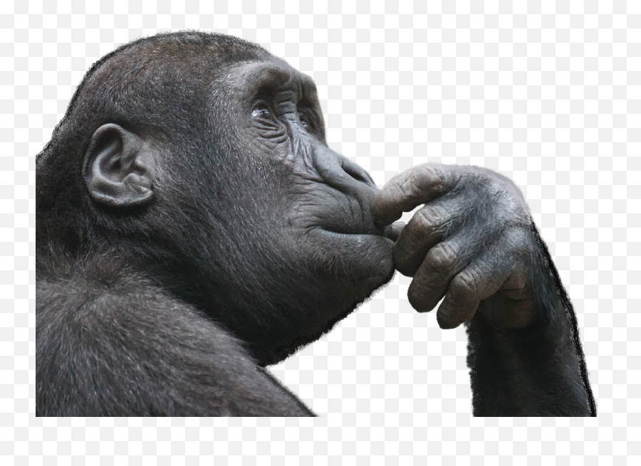 Thinking With A Little Mental Hygiene - Monkey Thinking Png Emoji,Chimp Emotions