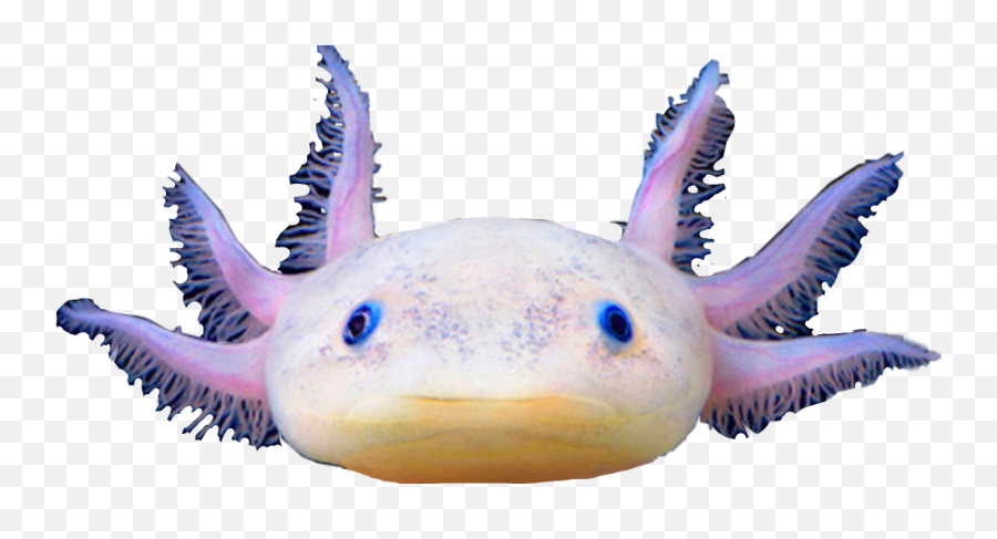 Axolotl Sticker - Exotic Pets Emoji,Axolotl Emoji