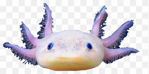 Axolotl Sticker - Exotic Pets Emoji,Axolotl Emoji