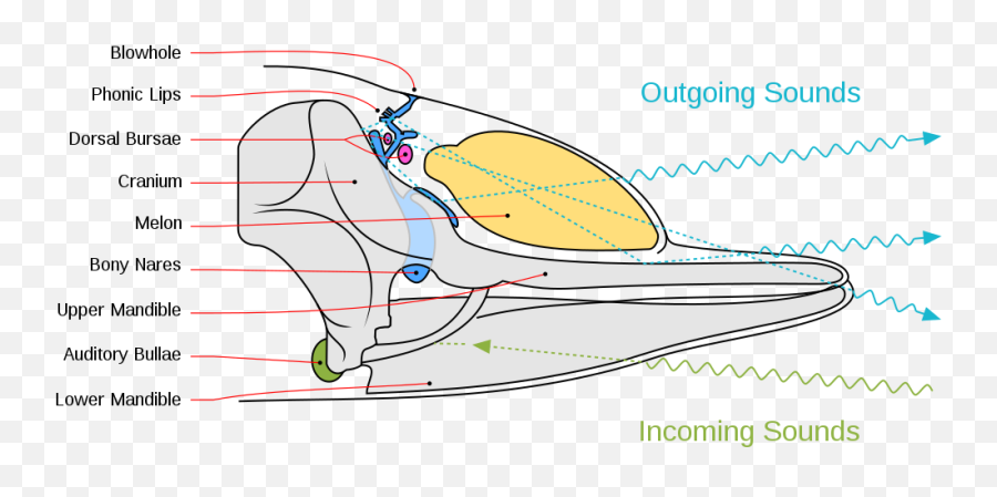 Dolphin - Wikipedia Sound Generation Points Of Animal Emoji,Trapped Emotions Chart