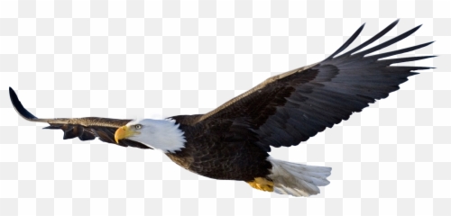 Popular And Trending - Bald Eagle Transparent Png Emoji,Eagle Emoji