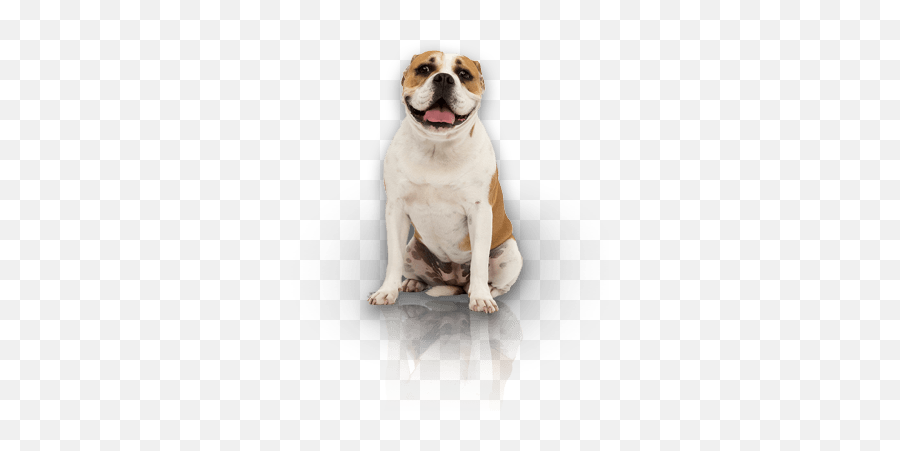 Dog Training - Olde English Bulldogge Emoji,Licking Puppy Emoticon