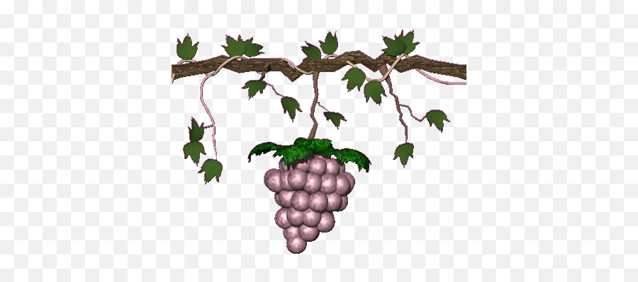 Top Grape Fruit Stickers For Android U0026 Ios Gfycat - Gambar Pohon Anggur Animasi Emoji,Grape Emoji