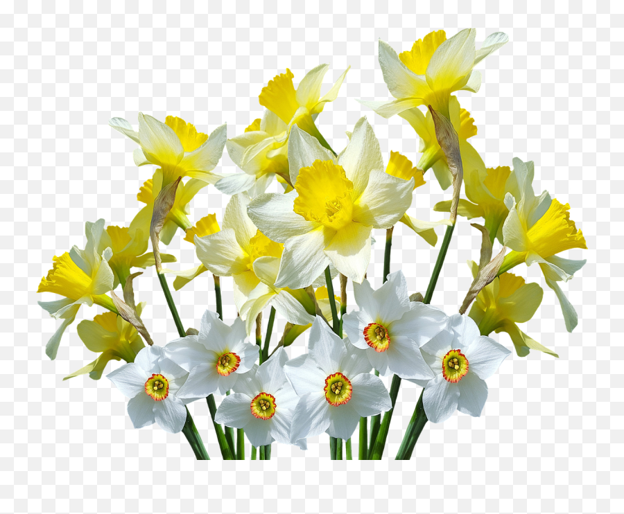 Spring Daffodils Osterglocken - Daffodils Flower Png Emoji,Daffodil Pink Emotion