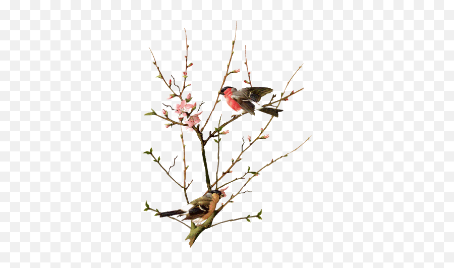 Zi English Teacher Bird Gif Animation Bird Pictures - Ha Abracos Que Nao Sao Para O Corpo É Para A Alma Emoji,Hummingbird Emoji Android