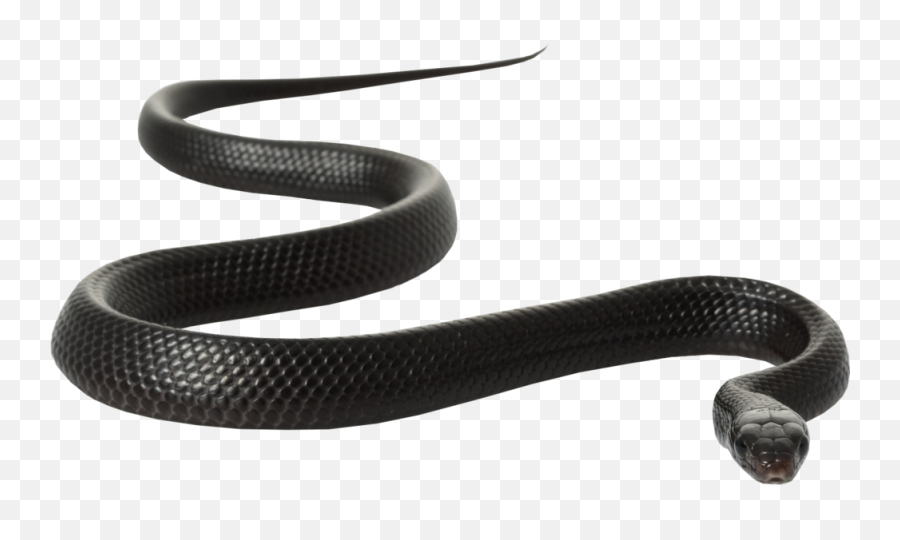 Black Snake - Black Rat Snake White Background Emoji,Snake Emoji Png