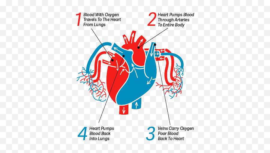 Kids Health Articles The Head To Toe Guide For Kids Health - Does The Heart Work For Kids Emoji,Kid Emotion Wall