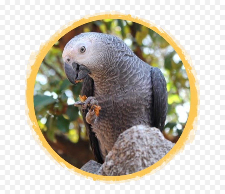 Patagonian Cavymara African Safari Wildlife Park - Port Best Food For African Grey Parrot Emoji,African Grey Parrot Reading Emotions
