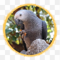 Patagonian Cavymara African Safari Wildlife Park - Port Best Food For African Grey Parrot Emoji,African Grey Parrot Reading Emotions
