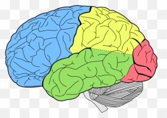 Facts And Trivia About Your Nervous System - Intraparietal Sulcus Emoji,Nervous Emotion Pinterest