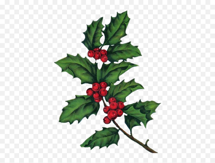 Mistletoe Sticker Challenge On Picsart - American Holly Emoji,Mistletoe Emoji